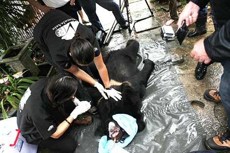 Quảng Ninh hoàn thành việc cứu hộ gấu