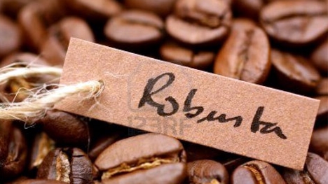 Cơ hội xuất khẩu cà phê robusta sang Hàn Quốc