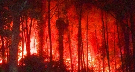Cháy rừng thông gần Lăng vua Khải Định