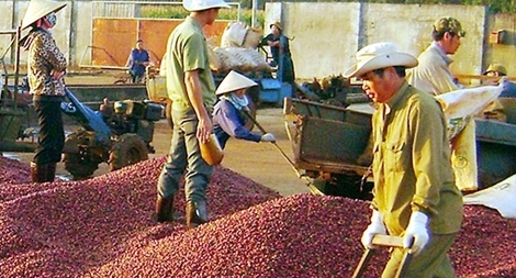 Nâng cao giá trị xuất khẩu cà phê Việt Nam