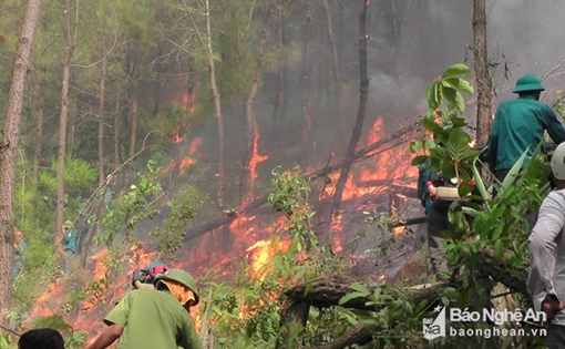 Huy động gần 1.200 người chữa cháy rừng thông tại Nghệ An