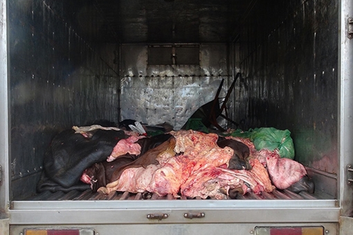 Hơn 1,4 tấn da, mỡ động vật bốc mùi trên xe tải bị tóm ở Bình Phước