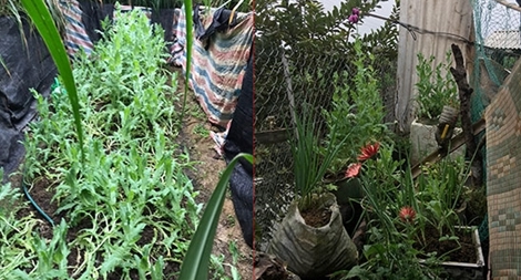2 anh em trồng gần 350 cây thuốc phiện trong vườn nhà