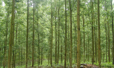 Tổ chức đấu giá: Khai thác rừng trồng cây keo