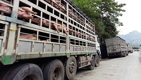 Kiểm soát chặt việc vận chuyển lợn qua biên giới