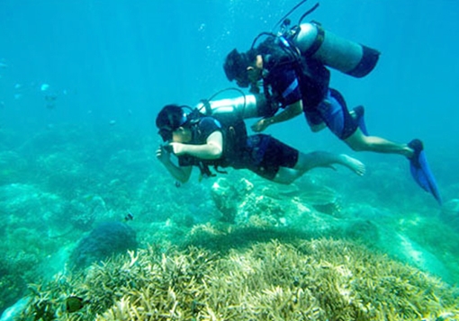 Nỗ lực bảo tồn đa dạng sinh học vịnh biển Nha Trang