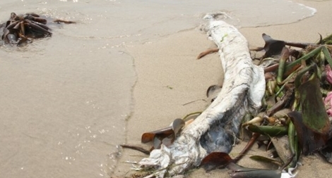 Cá khoai chết dạt vào bờ biển là hiện tượng tự nhiên