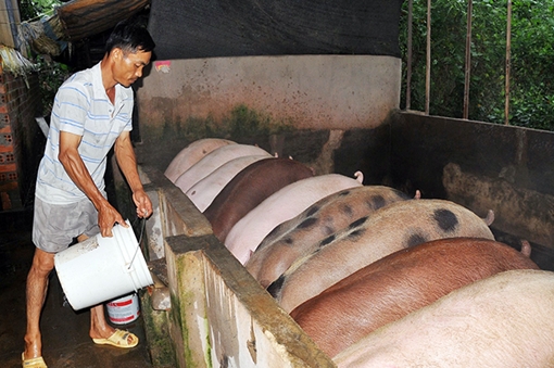 “Thủ phủ” chăn nuôi Đồng Nai e dè trước sức ép thịt giá rẻ nhập khẩu