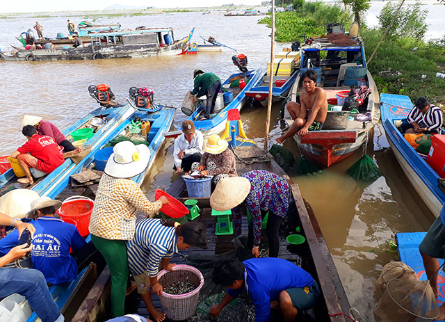 Chợ cá “rặt đồng” mùa nước nổi